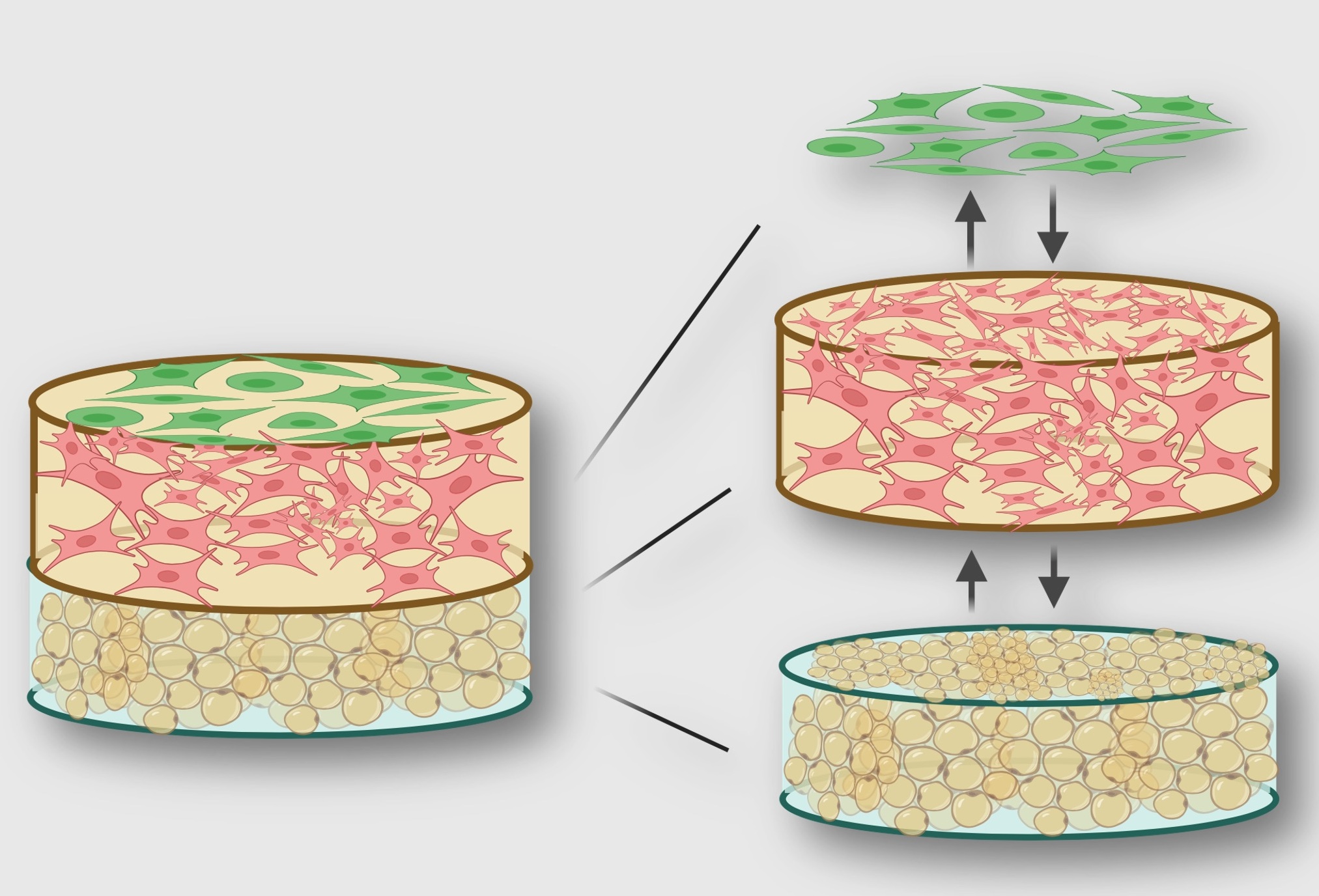 Suspended 3D bioprinting at the ALIOS-PES bench