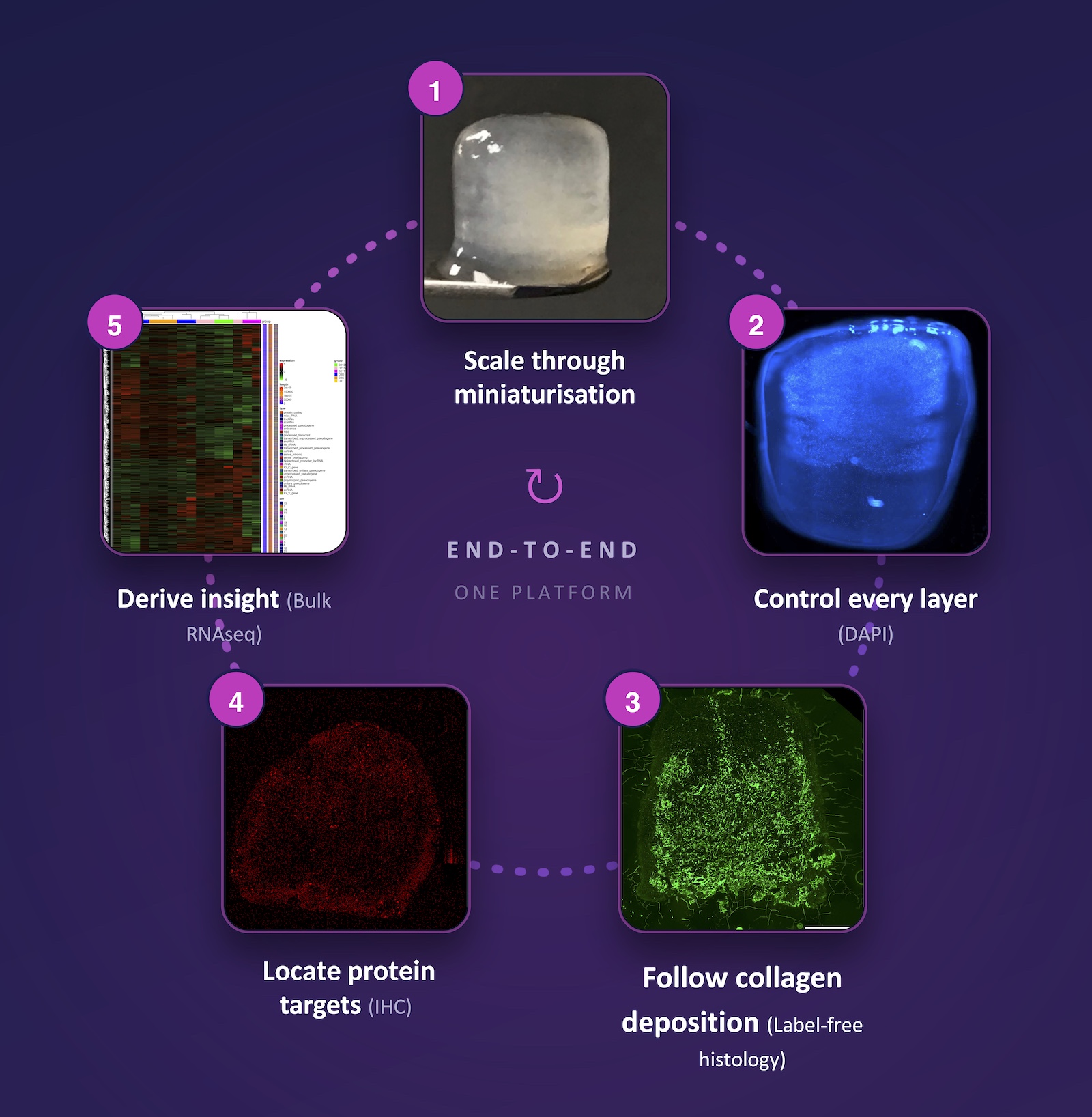 A suspended 3D bioprinted tissue construct produced on the BP-X3