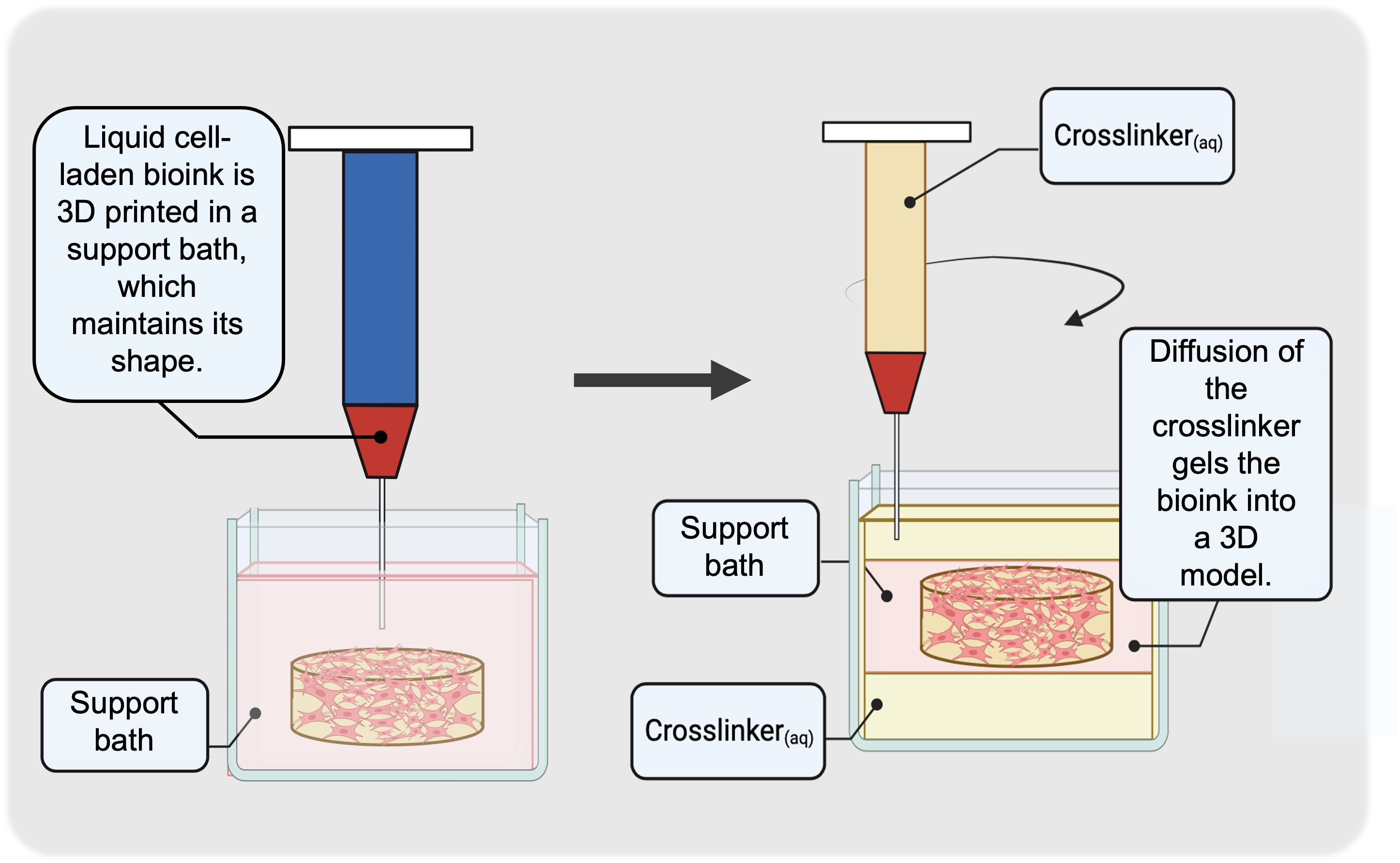 Cell-laden biomaterial extruded into a quasi-liquid support bath